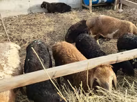 Schaf, Schafe — Foto 6