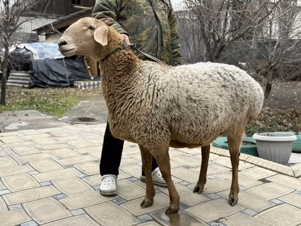 Schaf, Arashan sheep