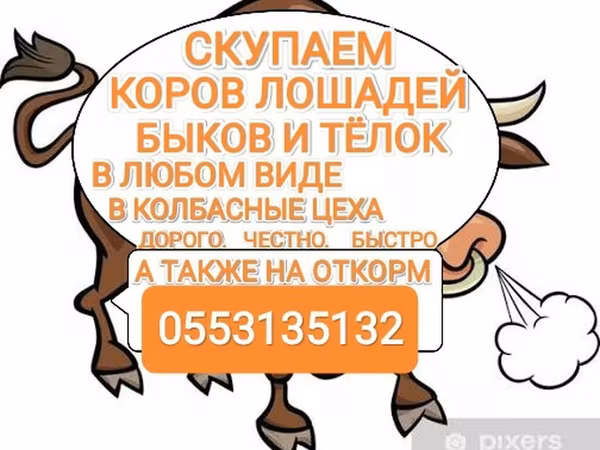 Бык, Коровы — Кыргызстан
