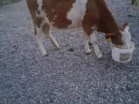 Toro, Swiss cattle — foto 6