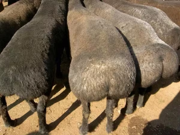 كبش, الأغنام