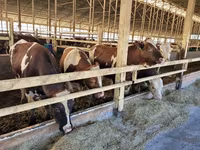 Vaca, Simmental cattle — foto 1