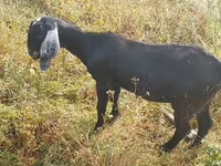 Ziege, Nubian Goat — Foto 1