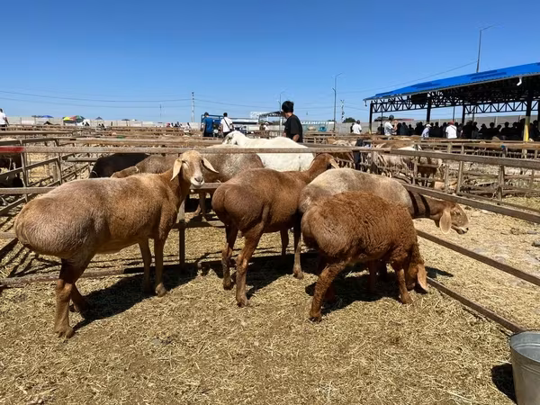 Schaf, Arashan sheep — Kirgisistan