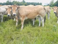 Vaca, Raza de vaca — foto 7