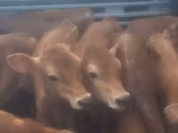 Bull, Cattle — photo 1
