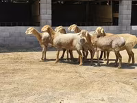 نعجة, Arashan sheep — الصورة 2