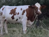 Kuh, Simmental cattle — Foto 2
