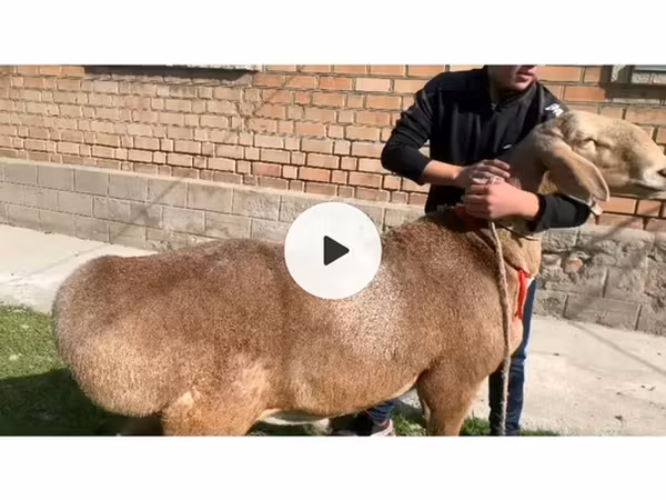 Widder, Arashan sheep — Kirgisistan