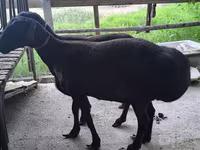 Ziegenbock, Ziegen — Foto 3