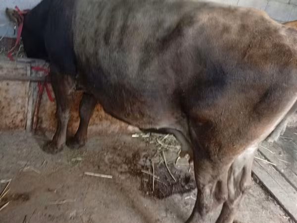 Vaca, Ganado vacuno — Kirguistán
