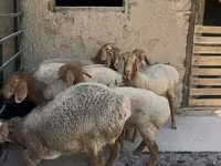 Schaf, Arashan sheep — Foto 4