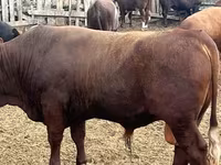 Bull, Kalmyk breed — photo 2
