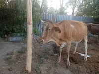 Vaca, Ganado vacuno — foto 6