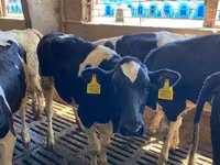 Bull, Holstein breed — photo 4