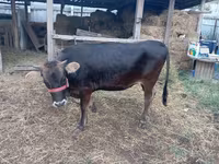 Kuh, Swiss cattle — Foto 2