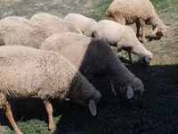Ram, Sheep — photo 2