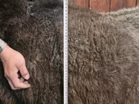 Schaf, Arashan sheep — Foto 4
