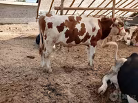 Bulle, Simmental cattle — Foto 1