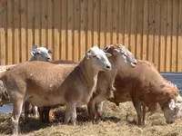 Ram, Baerchuke sheep — photo 6