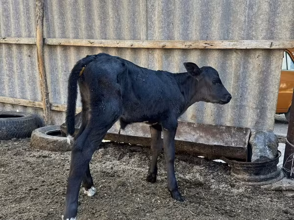 Kuh, Swiss cattle — Kirgisistan