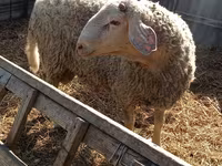 मेढ़ा, Assaf sheep — फ़ोटो 3
