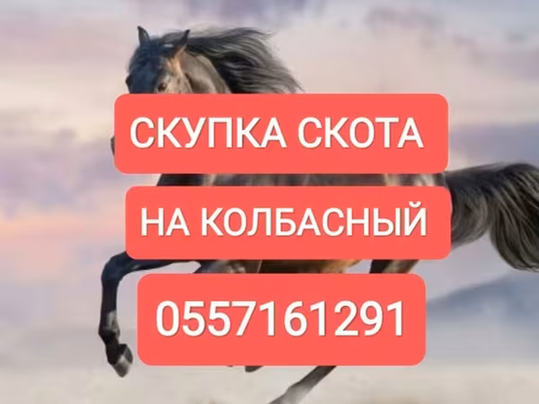 Конь, Лошади