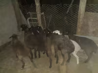 Widder, Hissar sheep — Foto 2