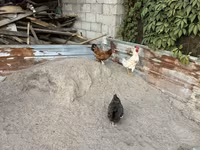 Chickens — Foto 1