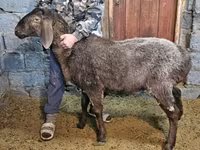 Schaf, Arashan sheep — Foto 3