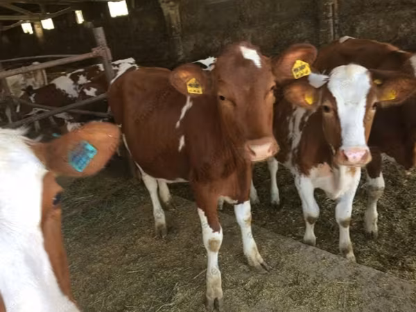 Kuh, Simmental cattle