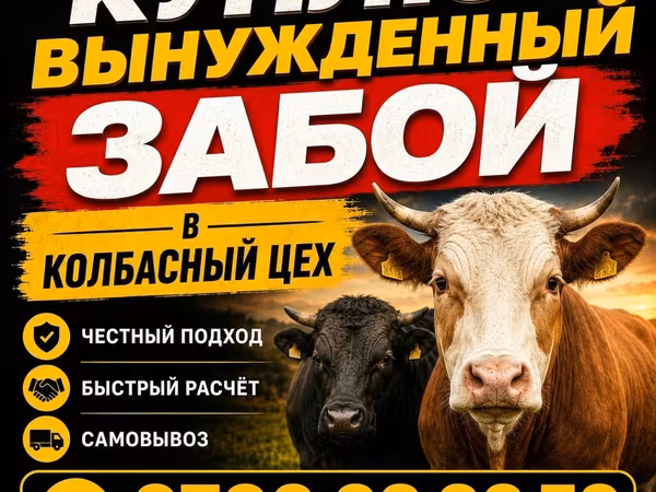 Бык, Коровы — Кыргызстан