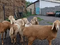 نعجة, Arashan sheep — الصورة 8