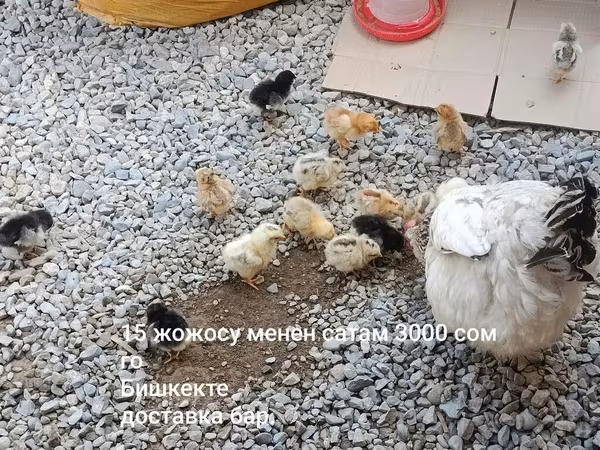 Куры