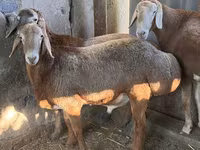 Widder, Arashan sheep — Foto 4
