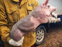 母猪, Pigs — 照片 1