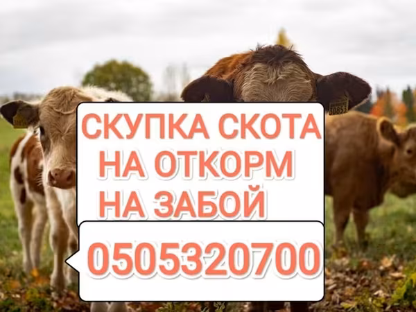 Бык, Коровы — Кыргызстан