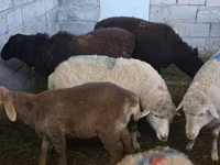 भेड़, भेड़ — फ़ोटो 4