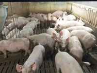 Eber, Schweine — Foto 7