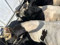 Bull, Holstein breed — photo 1