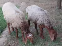 كبش, الأغنام — الصورة 1