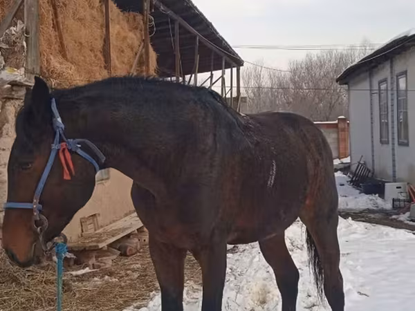 Конь, Арабская чистокровная
