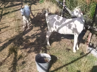 母山羊, LaMancha goats — 照片 1