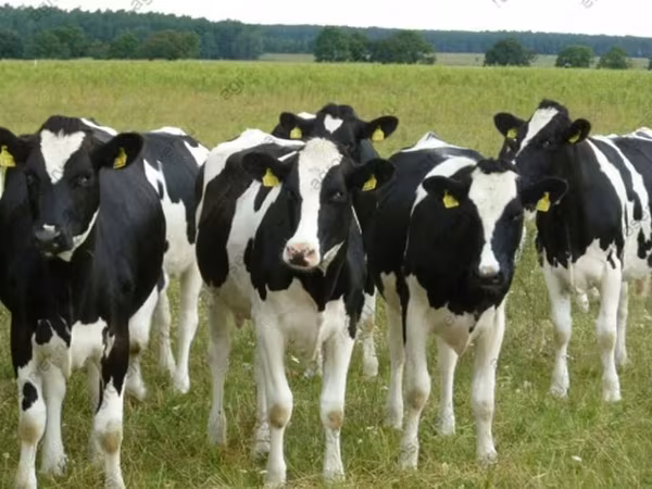 Vaca, Raza Holstein