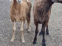 Cabro, Cabras — foto 1