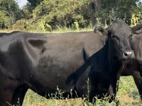 Kuh, Aberdeen-Angus — Foto 1