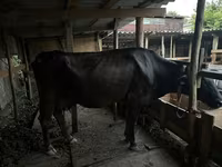 Kuh, Rinder — Foto 4