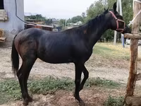 Horse (M), Horses — photo 4