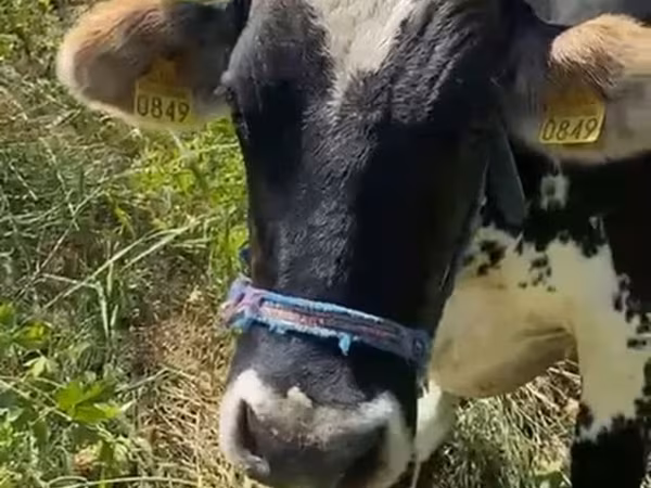 Vaca, Ganado vacuno — Kirguistán