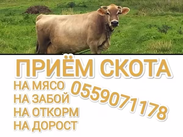 Бык, Коровы
